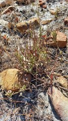 Arctotis angustifolia