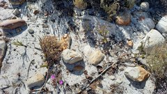 Arctotis angustifolia