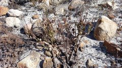 Arctotis angustifolia