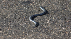 Afrotyphlops schlegelii