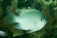 Pomacentrus callainus