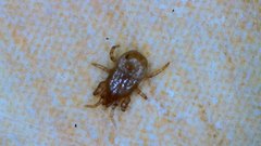 Parasitiformes