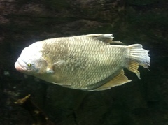 Osphronemus goramy