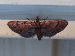 Eupithecia peckorum