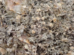 Atriplex buchananii