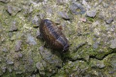 Tandonia budapestensis