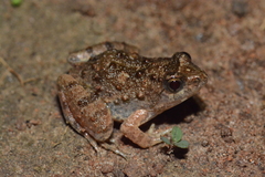 Phrynobatrachidae