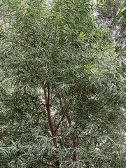 Podocarpus macrophyllus