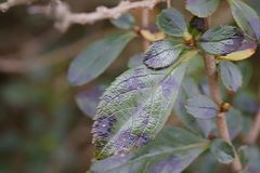 Phyllosticta cotoneastri