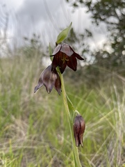 Fritillaria biflora biflora