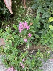 Pentas