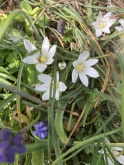Ornithogalum umbellatum