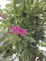 Bauhinia × blakeana