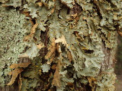 Yarrumia colensoi