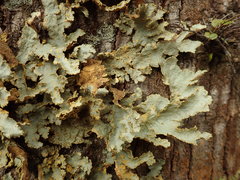 Yarrumia colensoi