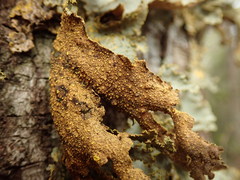 Yarrumia colensoi