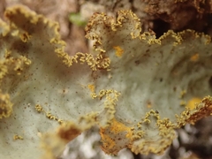 Yarrumia colensoi