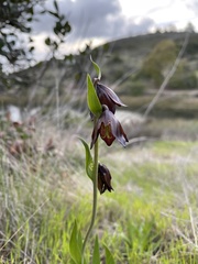 Fritillaria biflora biflora