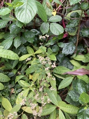 Causonis japonica