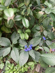 Eranthemum
