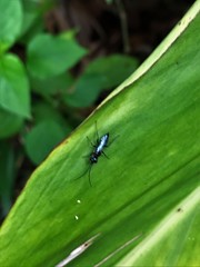 Dolichurus
