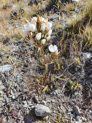 Gentianella corymbifera gracilis