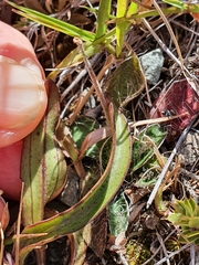 Gentianella corymbifera gracilis