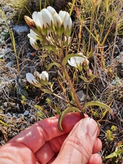 Gentianella corymbifera gracilis