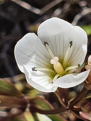 Gentianella corymbifera gracilis