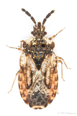 Aradus depressus