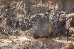 Theristicus caerulescens