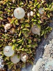Coprosma petriei