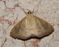 Hyalobathra crenulata