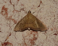Hyalobathra crenulata