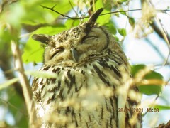 Bubo bengalensis