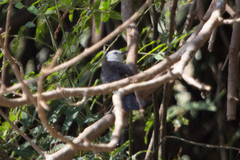 Fluvicola albiventer