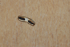 Agathomyia wankowiczii