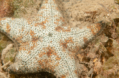 Anthenea sidneyensis