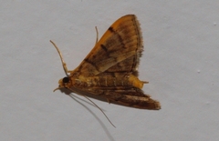 Omiodes indicata