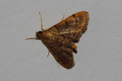 Omiodes indicata