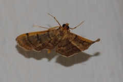 Omiodes indicata