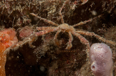 Oncinopus neptunus