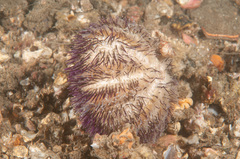 Temnopleurus alexandri