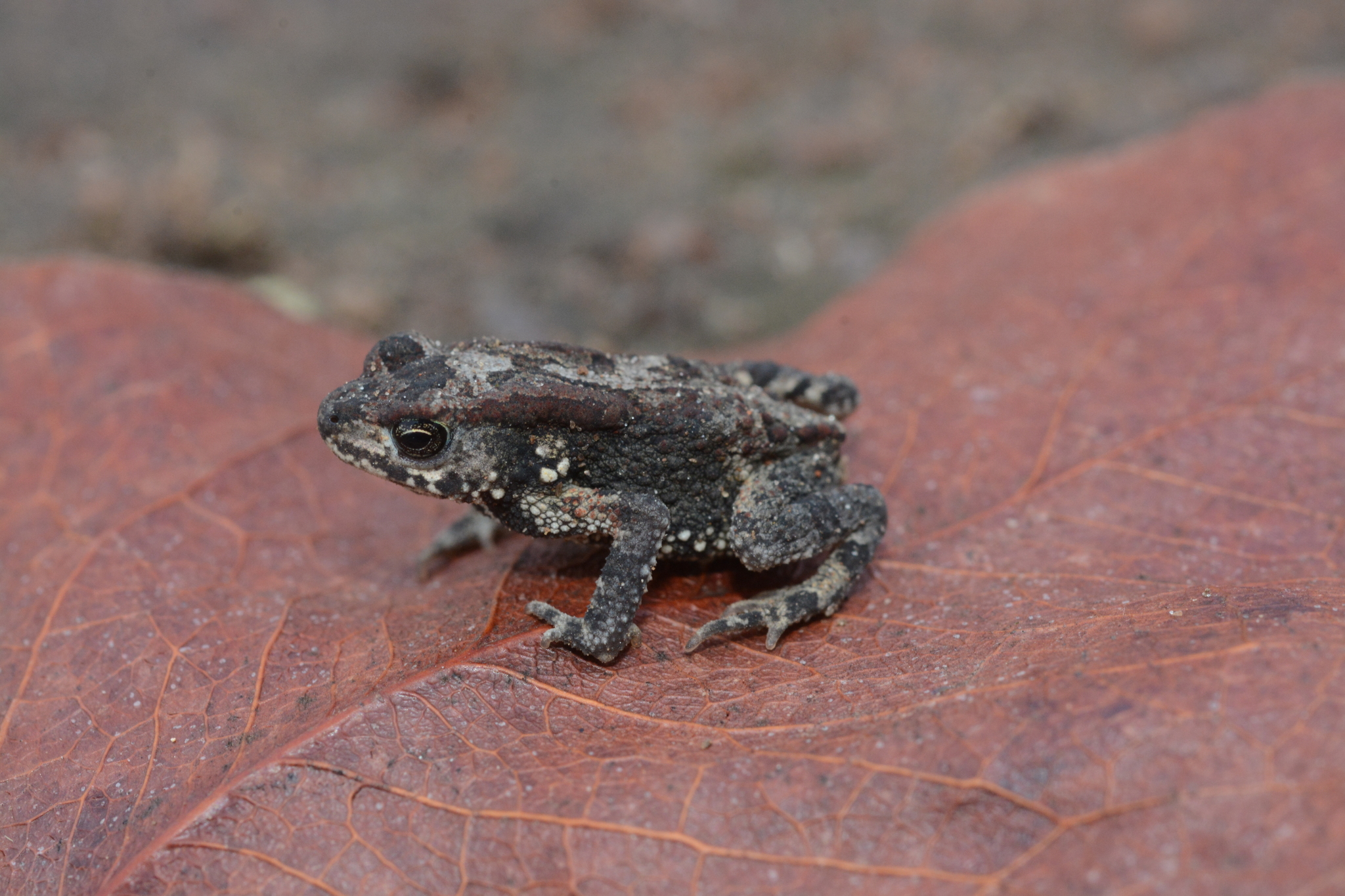 Mertensophryne taitana (Peters, 1878)