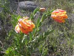 Liparia splendens comantha