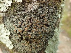 Psoroma asperellum