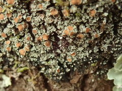 Psoroma asperellum