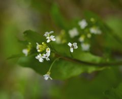 Calepina irregularis