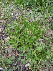 Calepina irregularis