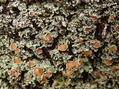 Psoroma asperellum